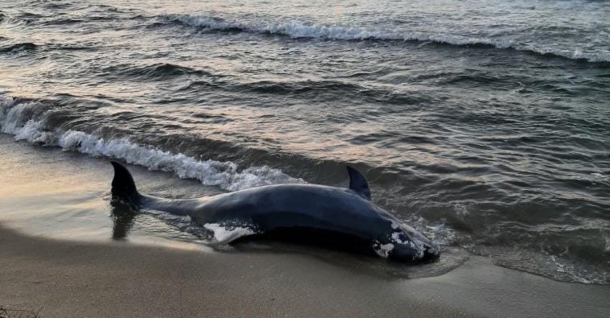 Akçakoca’da ölü yunus balığı karaya vurdu
