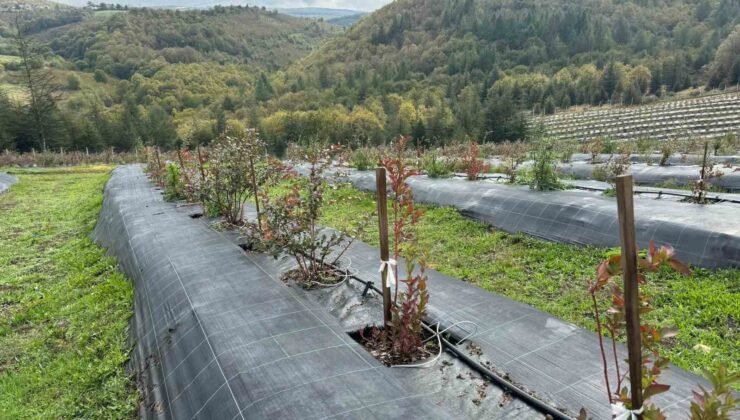 Düzce’de Yaban Mersini Tarlasında İnceleme Yapıldı