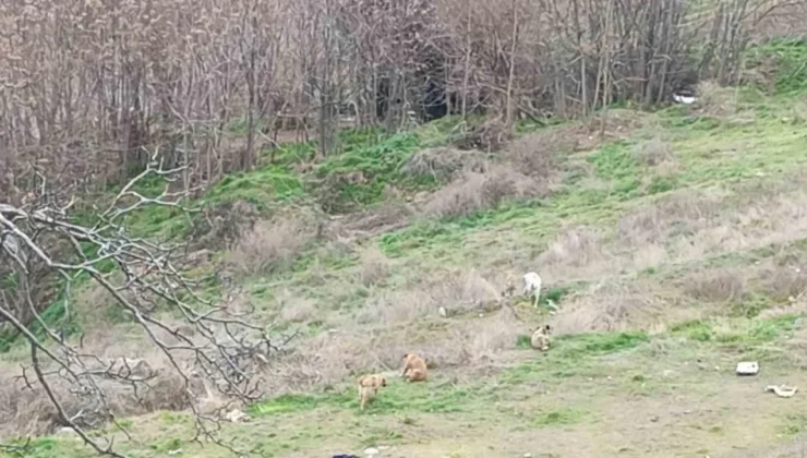 Ormanlık Alanda Çalınan Hamile Büyükbaş Hayvanın Derisi Bulundu, 3 Şüpheli Gözaltında