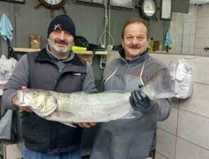 Akçakoca’da balıkçıların ağları doldu, 9 kiloluk levrek yakalandı