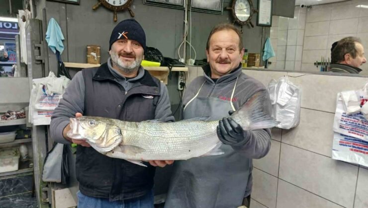 Akçakoca’da balıkçıların ağları doldu, 9 kiloluk levrek yakalandı