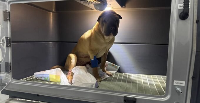 Cins köpeğin rahminden 1,5 kilogramlık iltihap çıkartıldı