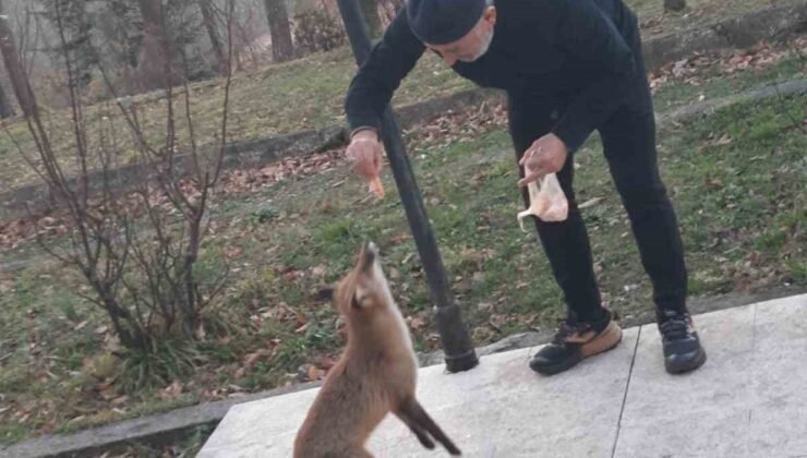 Misafirhane görevlisi, aç tilkiyi elleriyle besledi