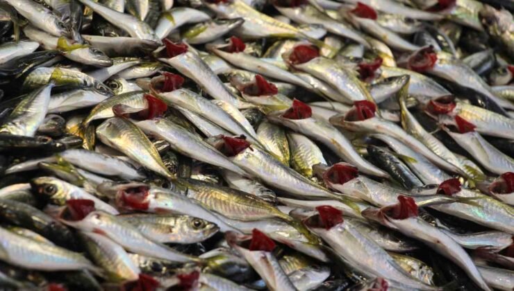 Sezonu bitmek üzere olan hamsi 150 liradan satışta