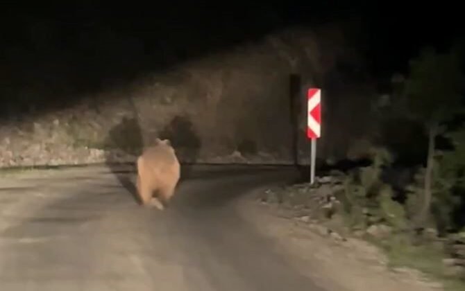 Otomobil gören ayı korkup böyle kaçtı