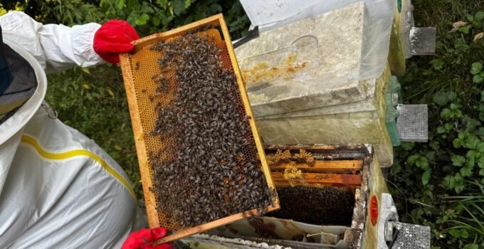 Dedesinin nasihatiyle başladı, şimdi 1 ton bal hedefliyor