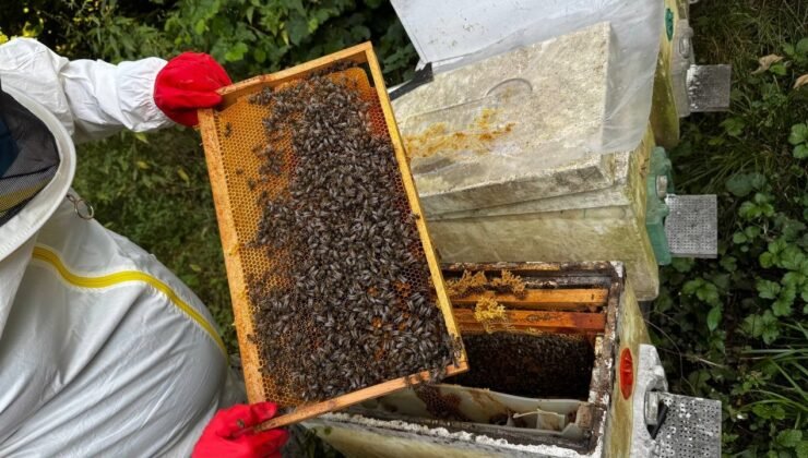 Dedesinin nasihatiyle başladı, şimdi 1 ton bal hedefliyor