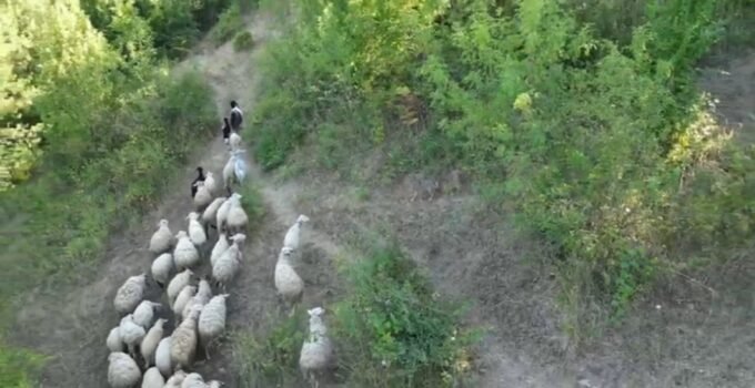 Kurdun koyunlara saldırısı dronla önlendi