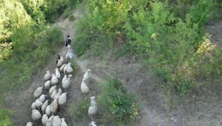 Kurdun koyunlara saldırısı dronla önlendi