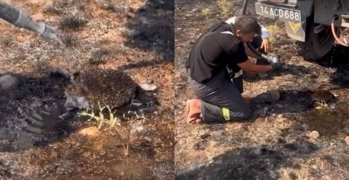 Yangından etkilenen kirpiye elleriyle su verdiler