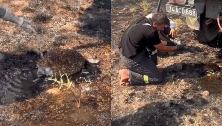 Yangından etkilenen kirpiye elleriyle su verdiler