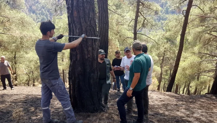 Bursa’da yangınzede ormanlar yeniden yeşertiliyor