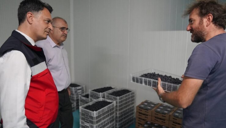 Zonguldak ve Bartın tarım müdürlerinden yaban mersini bahçesine ziyaret