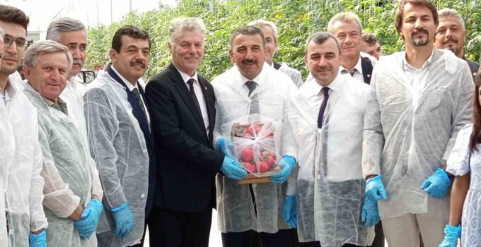 Zonguldak’ta Sera OSB’de ilk domates hasatı gerçekleştirildi