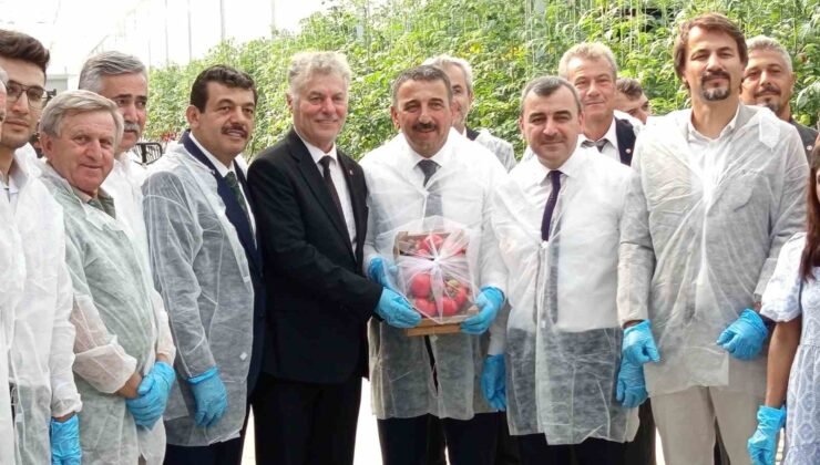 Zonguldak’ta Sera OSB’de ilk domates hasatı gerçekleştirildi