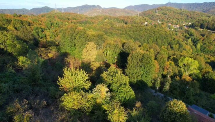 Zonguldak ormanlarında sonbahar renkleri havadan görüntülendi