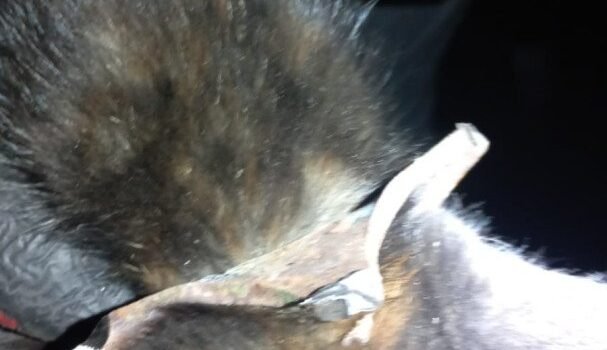 Zonguldak’ta yürekleri ısıtan kurtarma: Adı ‘Mazgal’ oldu