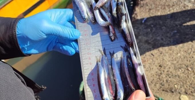 Ereğli’de su ürünleri denetimi: 153 tekneye e-seyir onayı