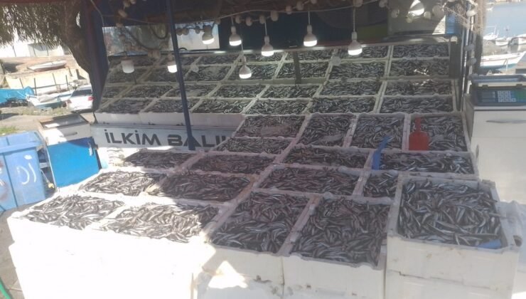 Kozlu’da hamsi bolluğu: Kilosu 50 liradan satışa çıktı