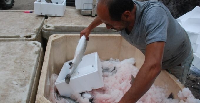 Türk Somonu üretiminde hedef 200 bin ton