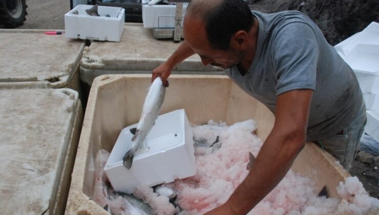 Türk Somonu üretiminde hedef 200 bin ton