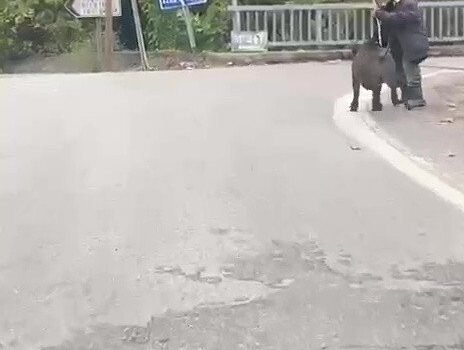 Yaşlı adam, üzerine koşan domuzdan son anda kurtuldu