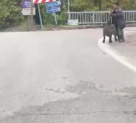 Yaşlı adam, üzerine koşan domuzdan son anda kurtuldu