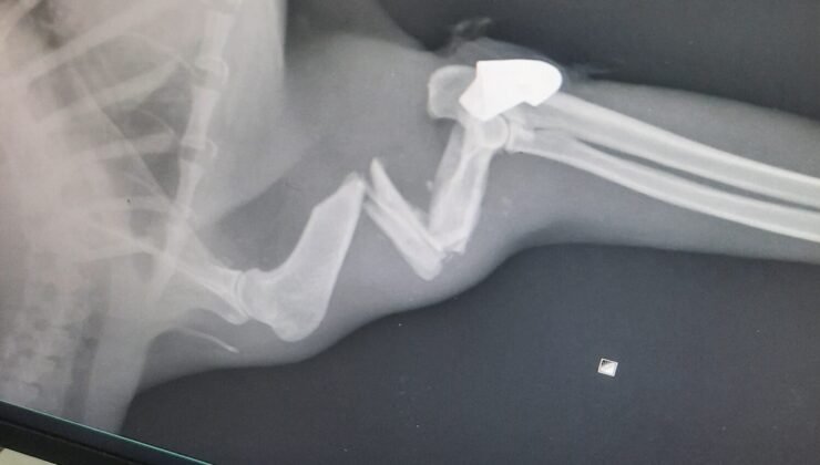 ‘Öldü’ denilen kedi, aylar sonra yorgun mermiyle vurulmuş halde bulundu