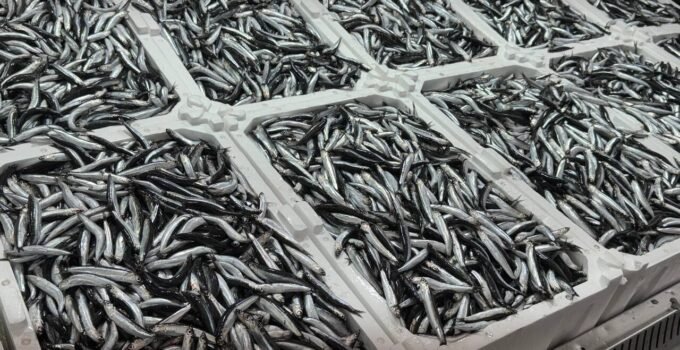Olumsuz Hava Koşulları Hamsiyi Vurdu: Kilosu 150 TL’ye Yükseldi