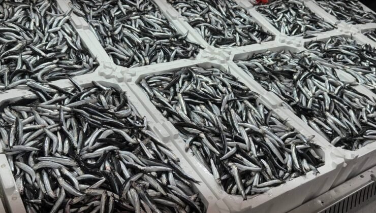Olumsuz Hava Koşulları Hamsiyi Vurdu: Kilosu 150 TL’ye Yükseldi