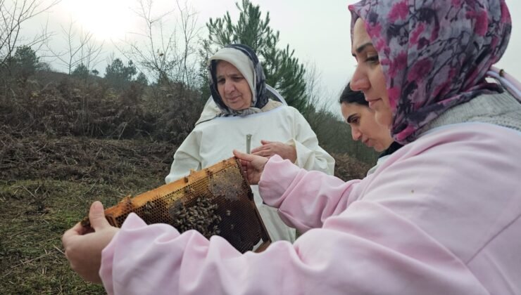 Zonguldak Ormanlarında “Ana Kraliçe” ve Kızları: Dededen Toruna Uzanan Tatlı Miras
