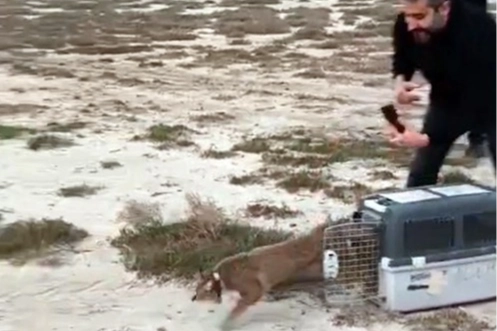 Aydın'Da Ağır Yaralı Bulunmuştu… İzmir'Den Sağlıklı Şekilde Doğaya Salındı