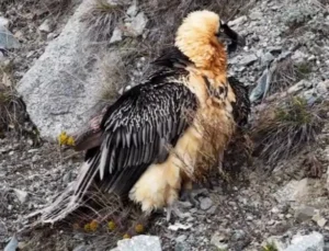 Artvin'De 'Sakallı Akbaba' Yeniden Doğaya Salındı