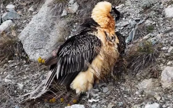 Artvin'De 'Sakallı Akbaba' Yeniden Doğaya Salındı