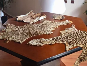 Çukurova Havalimanı’nda Yasa Dışı Yaban Hayvanı Ürünleri Ele Geçirildi