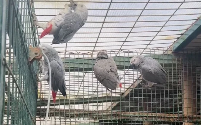 İstanbul'Da Kaçak Yaban Hayvanı Operasyonu… 20 Afrika Gri Papağanına El Konuldu