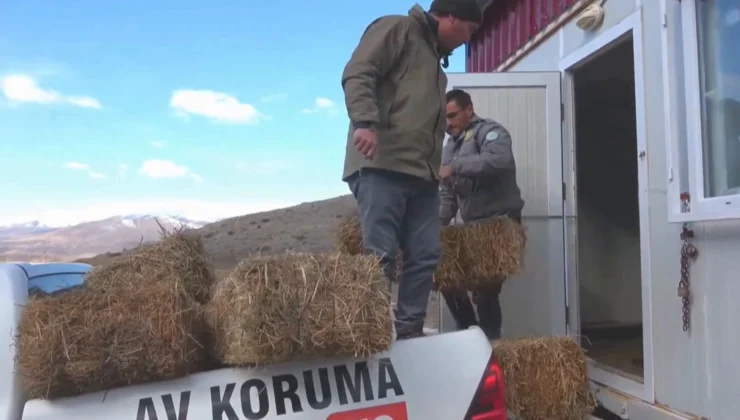 Niğde Demirkazık’ta Yaban Hayatına Kış Desteği