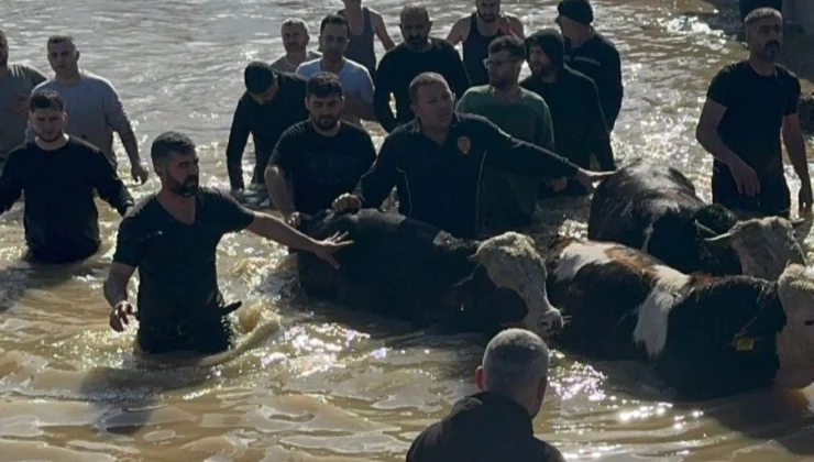 Manisa'Da Sel Sefeberliği… 44 Vatandaş Ve 127 Hayvan Tahliye Edildi
