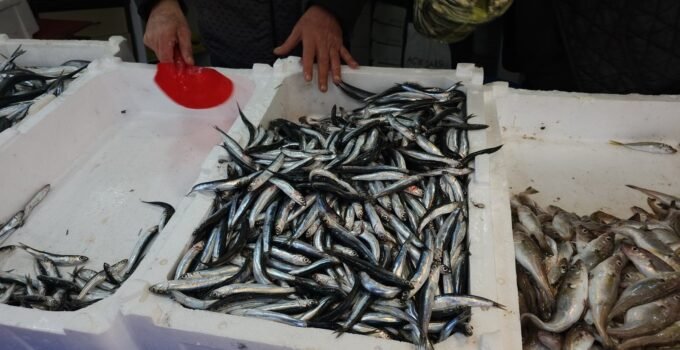 Zonguldak balıkçısı kötü bir sezon geçirdi, kirlilik avı vurdu