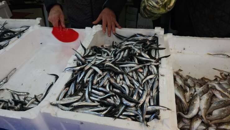 Zonguldak balıkçısı kötü bir sezon geçirdi, kirlilik avı vurdu