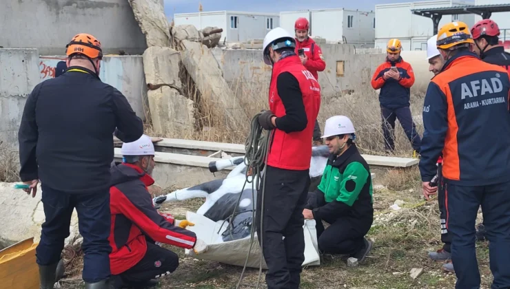 Afad’dan Uluslararası Iş Birliğiyle Hayvan Koruma Projesi… Resq-Animals Başladı