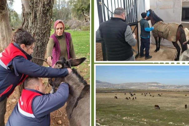 Afrika At Vebası Için Ülke Genelinde Tarama Başlatıldı