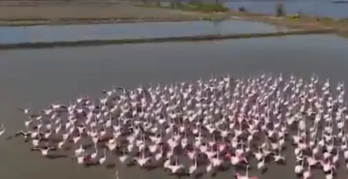 Aydın Söke’de Flamingolar Ve Yaban Kuşları Için Doğaya Yardım