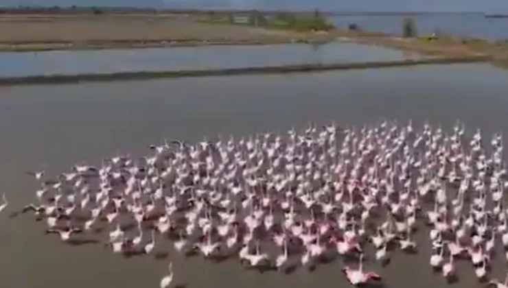 Aydın Söke’de Flamingolar Ve Yaban Kuşları Için Doğaya Yardım