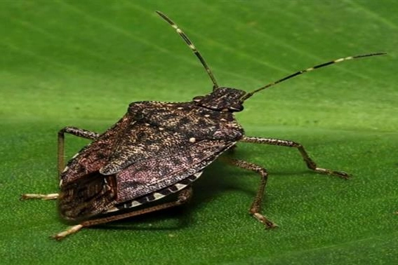 Bu Böceği Gördüğünüz Yerde Imha Edin!