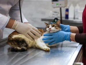 Bursa'Da Yaralıya Kediye Büyükşehir Şefkati