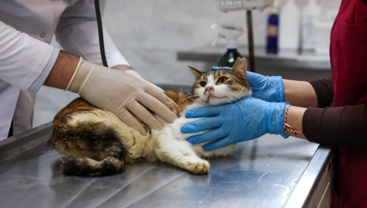 Bursa'Da Yaralıya Kediye Büyükşehir Şefkati