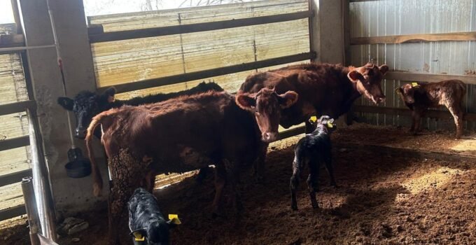 Çaycuma’da Angus bereketi: Yeni buzağılar kimliklendirildi