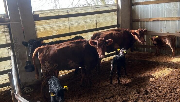 Çaycuma’da Angus bereketi: Yeni buzağılar kimliklendirildi