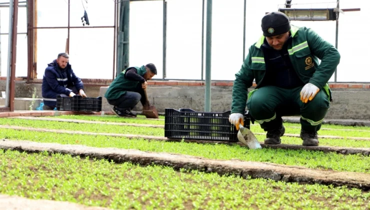 Dbb 2 Milyon Çin Karanfili Üretecek